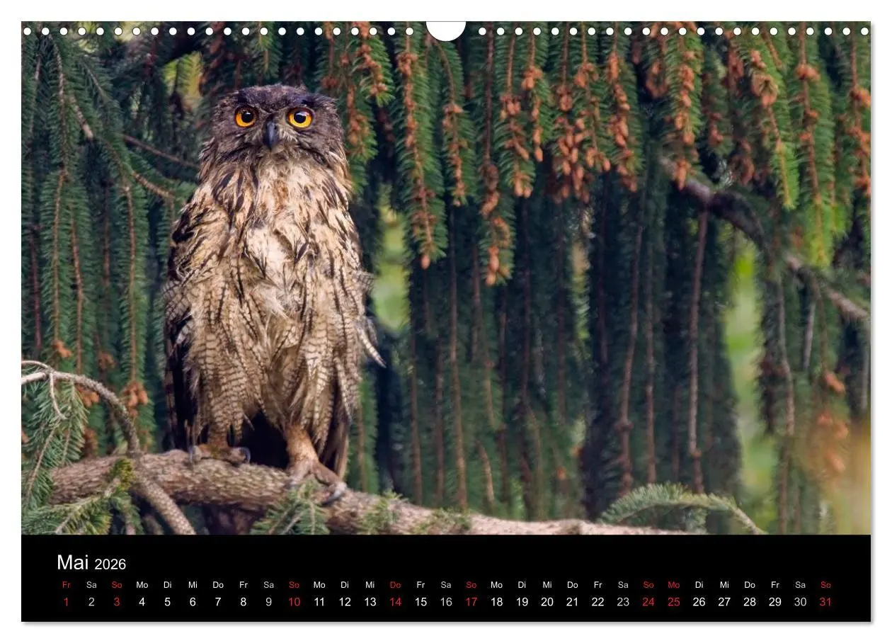 Bild: 9783516153255 | Uhu - König der Nacht (Wandkalender 2026 DIN A3 quer), CALVENDO...