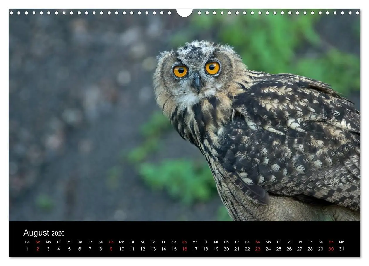 Bild: 9783516153255 | Uhu - König der Nacht (Wandkalender 2026 DIN A3 quer), CALVENDO...