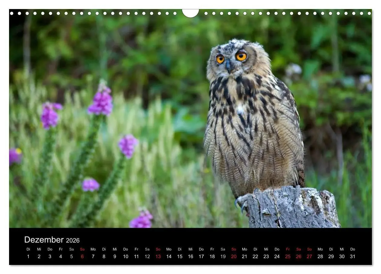 Bild: 9783516153255 | Uhu - König der Nacht (Wandkalender 2026 DIN A3 quer), CALVENDO...