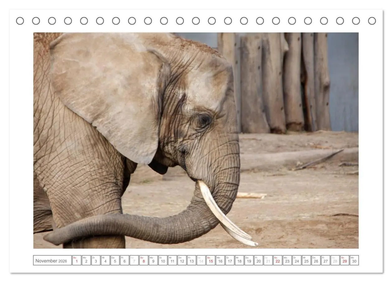 Bild: 9783457973455 | Tiere im Zoo (Tischkalender 2026 DIN A5 quer), CALVENDO Monatskalender
