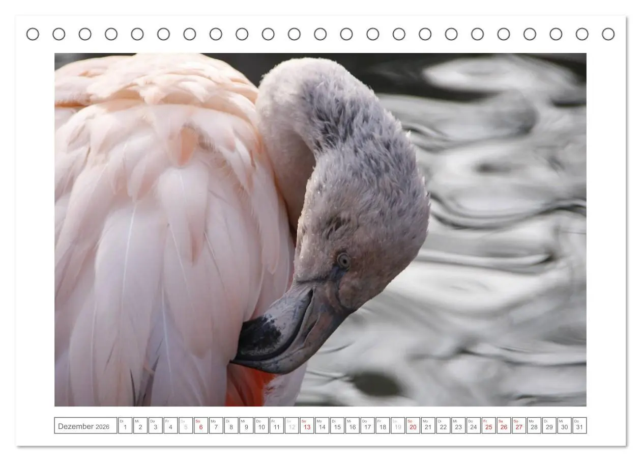 Bild: 9783457973455 | Tiere im Zoo (Tischkalender 2026 DIN A5 quer), CALVENDO Monatskalender