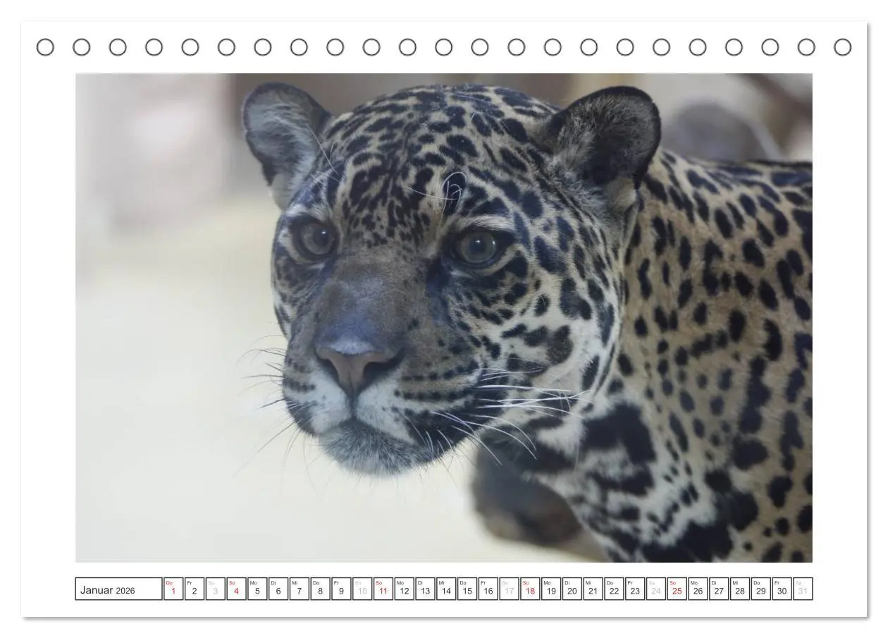 Bild: 9783457973455 | Tiere im Zoo (Tischkalender 2026 DIN A5 quer), CALVENDO Monatskalender