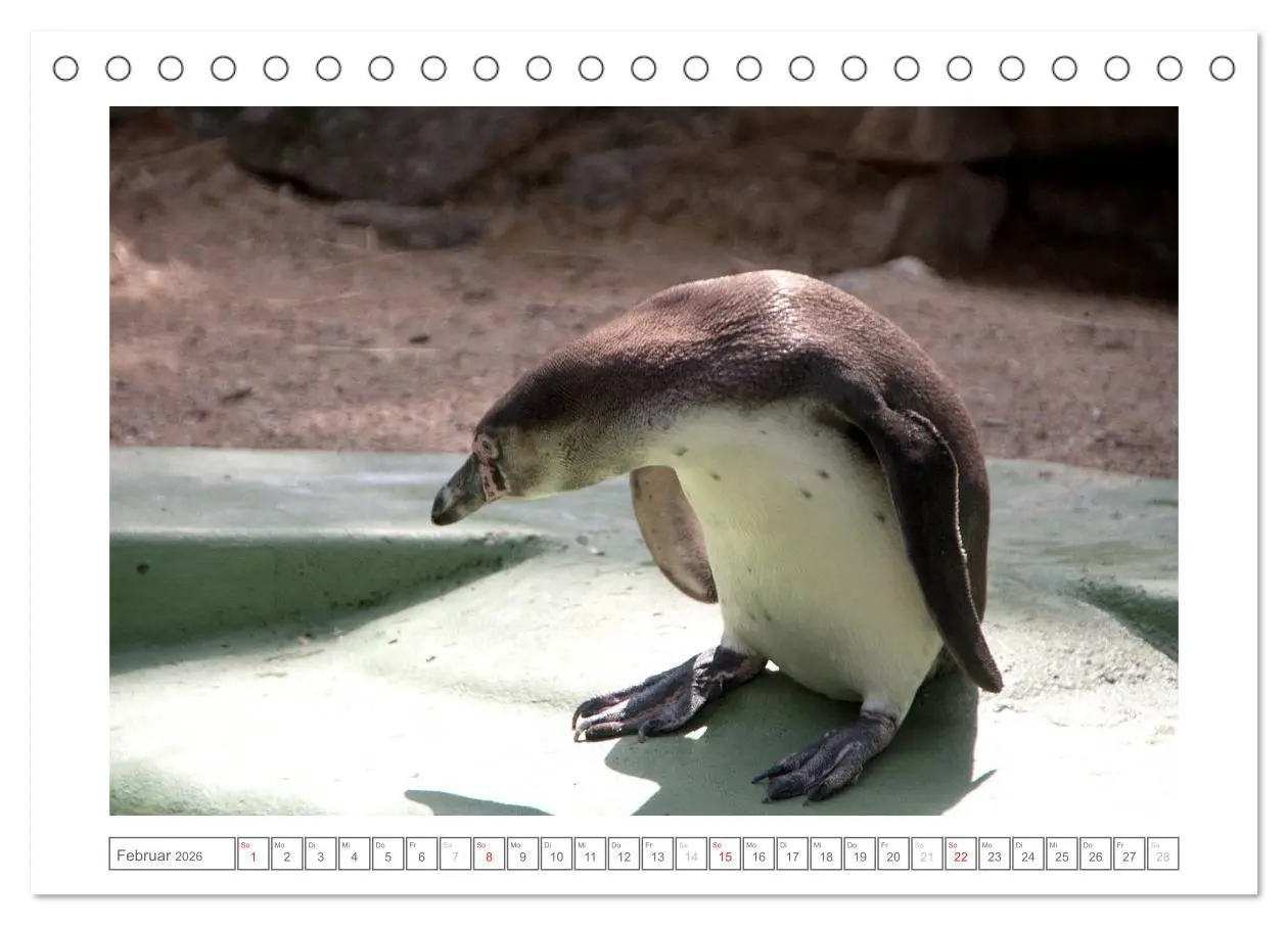 Bild: 9783457973455 | Tiere im Zoo (Tischkalender 2026 DIN A5 quer), CALVENDO Monatskalender