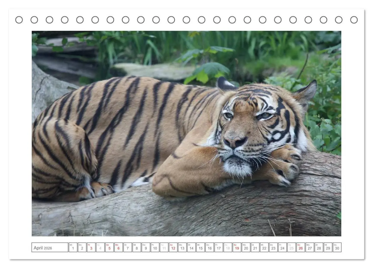 Bild: 9783457973455 | Tiere im Zoo (Tischkalender 2026 DIN A5 quer), CALVENDO Monatskalender