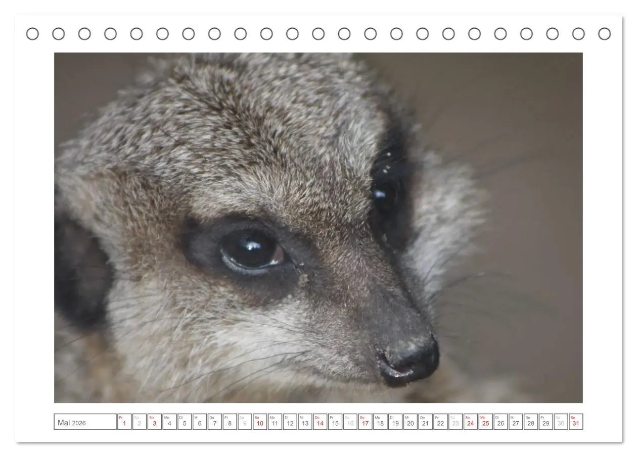 Bild: 9783457973455 | Tiere im Zoo (Tischkalender 2026 DIN A5 quer), CALVENDO Monatskalender