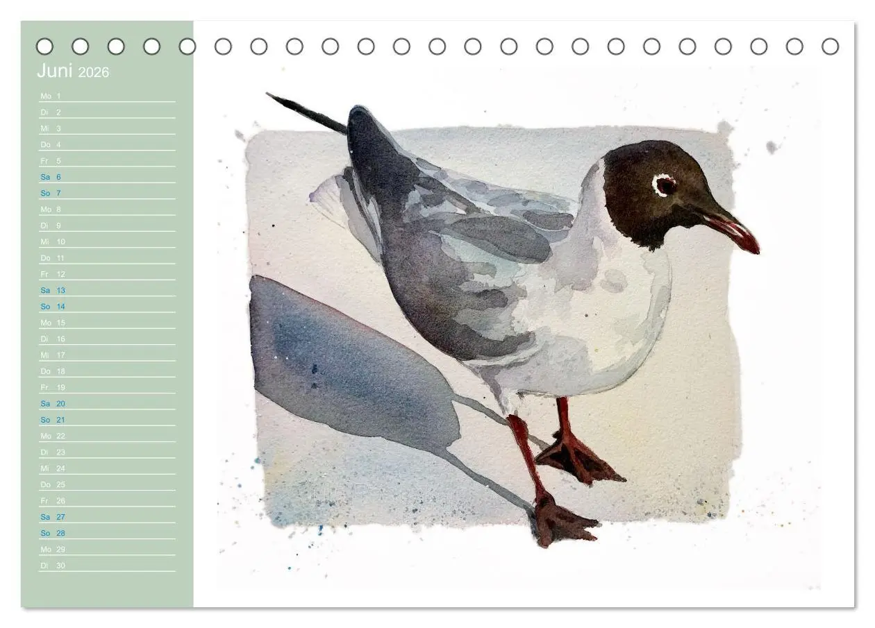 Bild: 9783457413555 | Möwen - Aquarelle von Julia Pasinski (Tischkalender 2026 DIN A5...