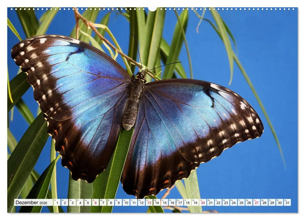 Bild: 9783457643655 | TANZ DER SCHMETTERLINGE (Wandkalender 2026 DIN A2 quer), CALVENDO...