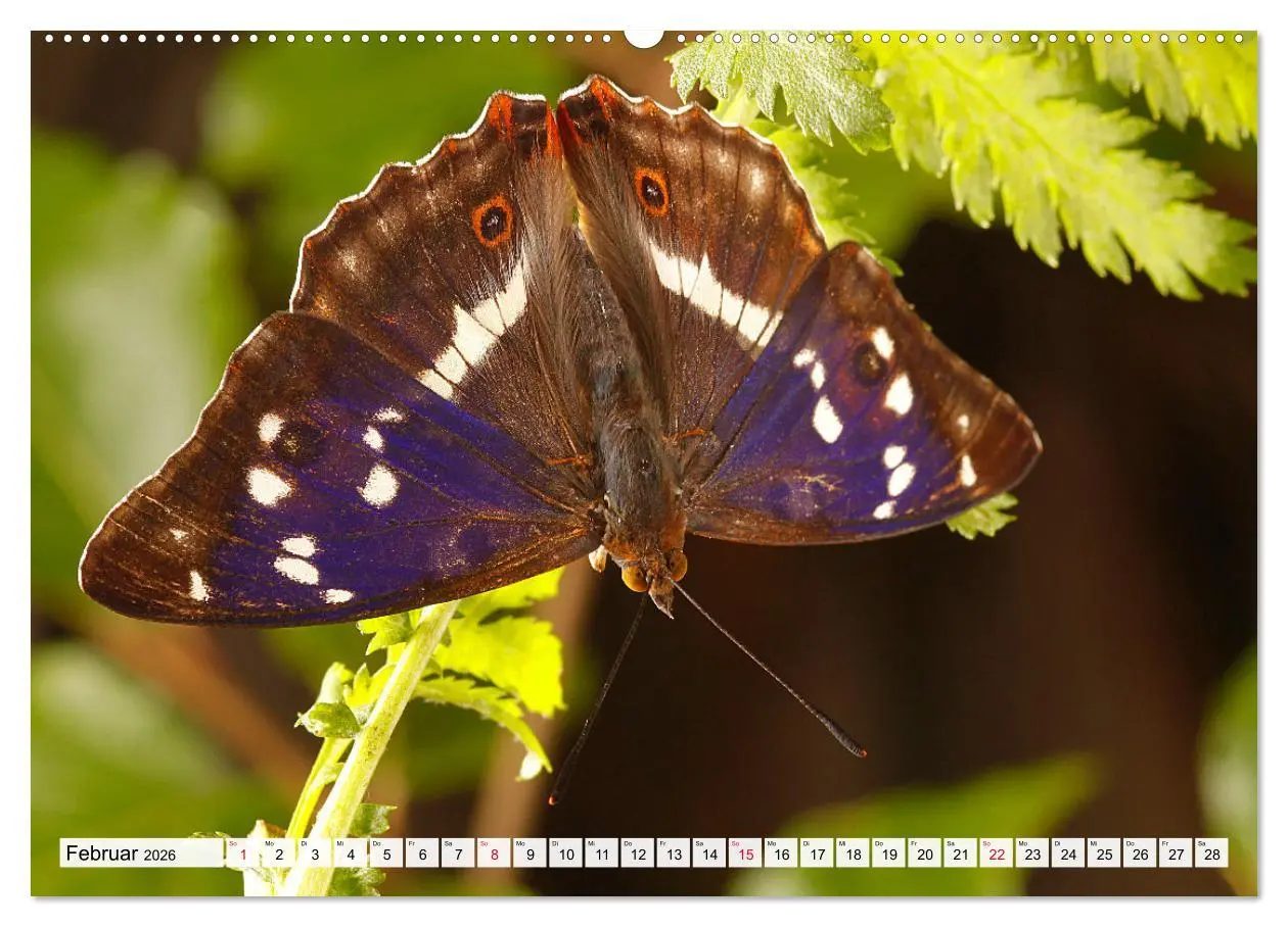 Bild: 9783457643655 | TANZ DER SCHMETTERLINGE (Wandkalender 2026 DIN A2 quer), CALVENDO...