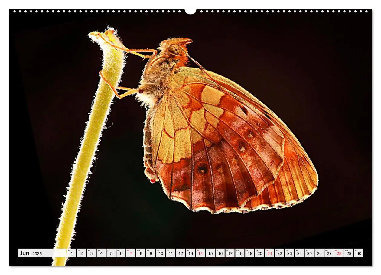 Bild: 9783457643655 | TANZ DER SCHMETTERLINGE (Wandkalender 2026 DIN A2 quer), CALVENDO...