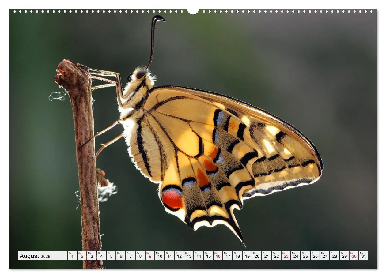 Bild: 9783457643655 | TANZ DER SCHMETTERLINGE (Wandkalender 2026 DIN A2 quer), CALVENDO...