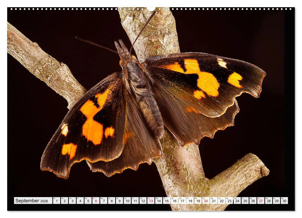 Bild: 9783457643655 | TANZ DER SCHMETTERLINGE (Wandkalender 2026 DIN A2 quer), CALVENDO...