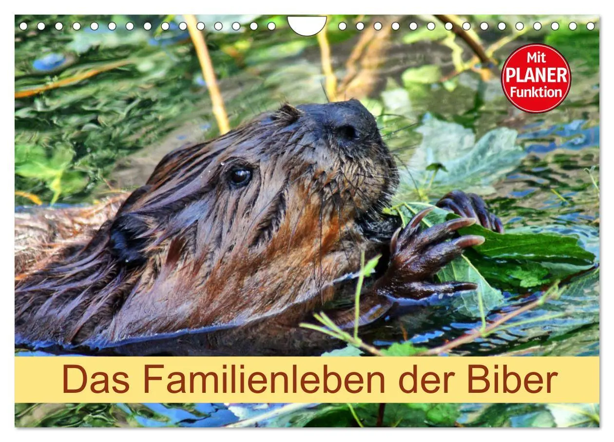 Cover: 9783457883655 | Das Familienleben der Biber (Wandkalender 2026 DIN A4 quer),...