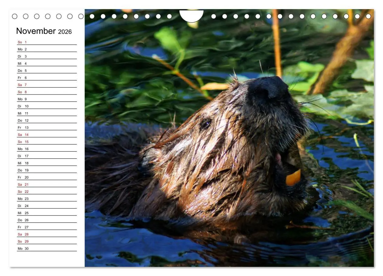 Bild: 9783457883655 | Das Familienleben der Biber (Wandkalender 2026 DIN A4 quer),...