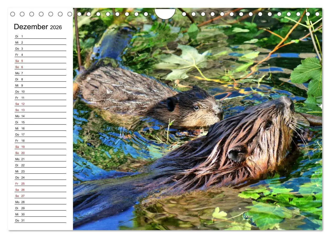 Bild: 9783457883655 | Das Familienleben der Biber (Wandkalender 2026 DIN A4 quer),...