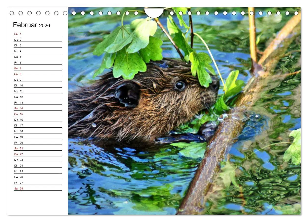 Bild: 9783457883655 | Das Familienleben der Biber (Wandkalender 2026 DIN A4 quer),...