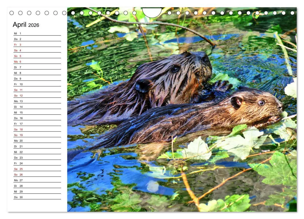 Bild: 9783457883655 | Das Familienleben der Biber (Wandkalender 2026 DIN A4 quer),...