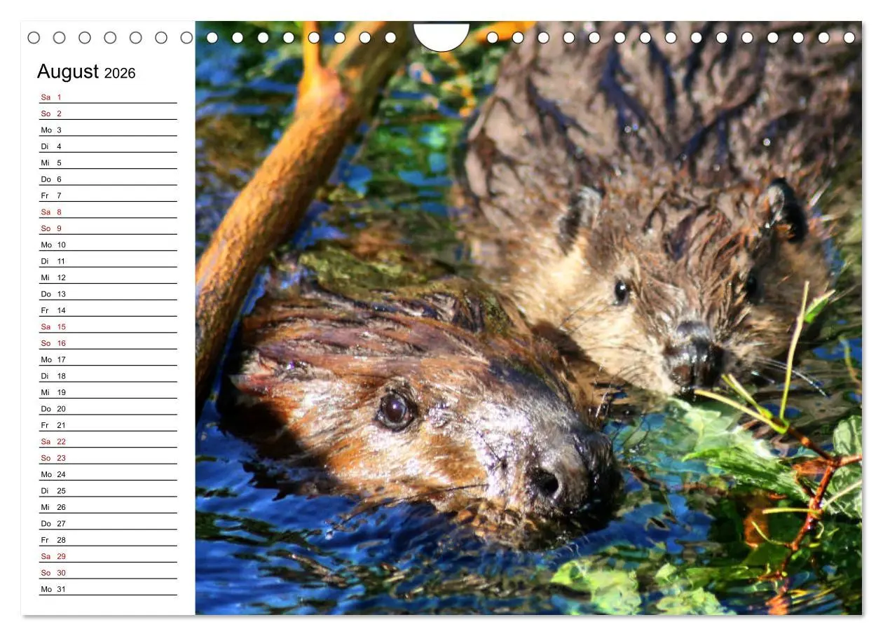 Bild: 9783457883655 | Das Familienleben der Biber (Wandkalender 2026 DIN A4 quer),...