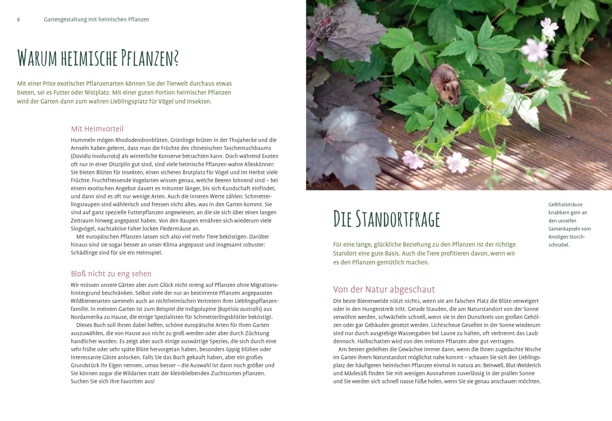Bild: 9783818613655 | Heimische Pflanzen für den Garten | Elke Schwarzer | Taschenbuch