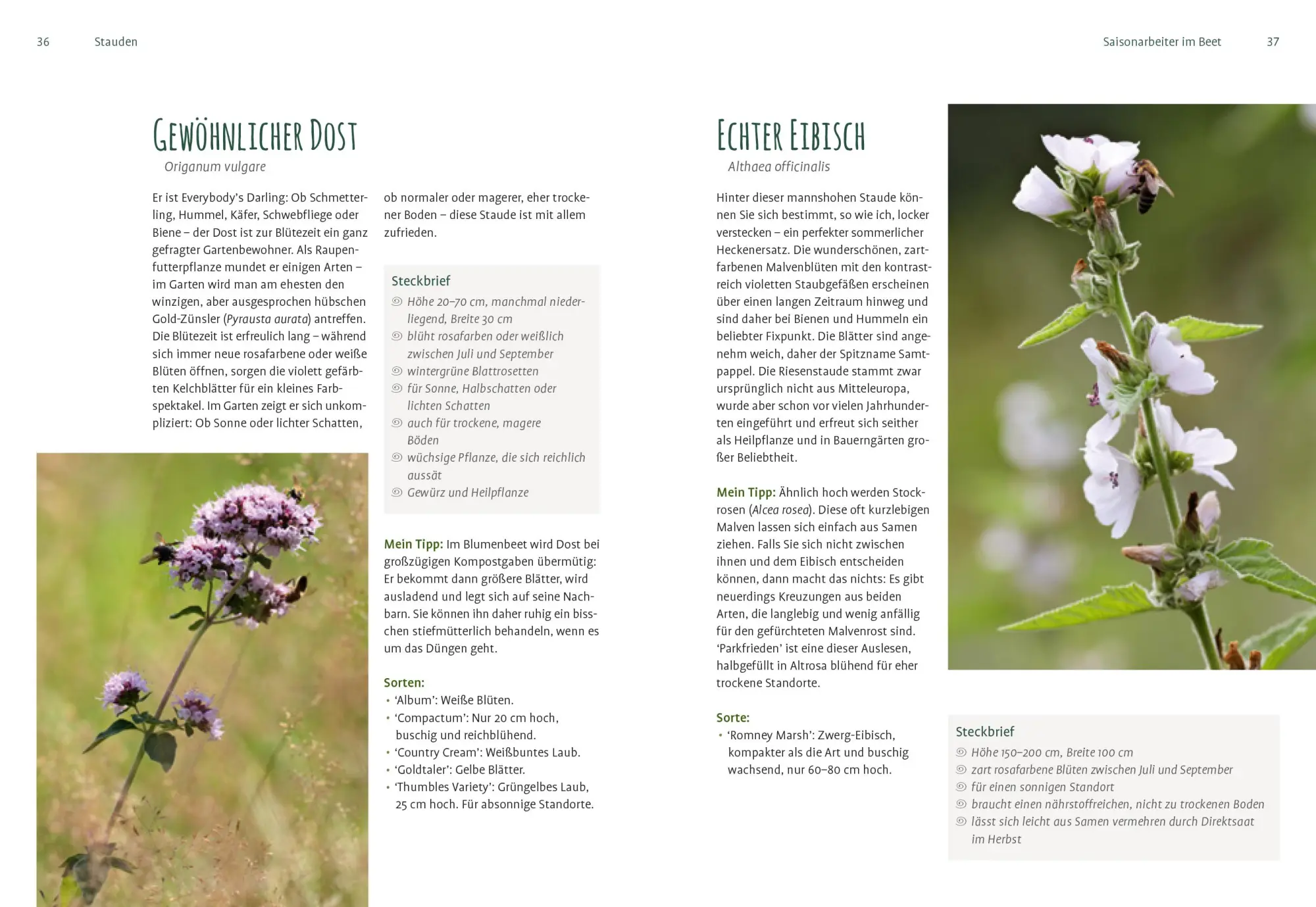 Bild: 9783818613655 | Heimische Pflanzen für den Garten | Elke Schwarzer | Taschenbuch