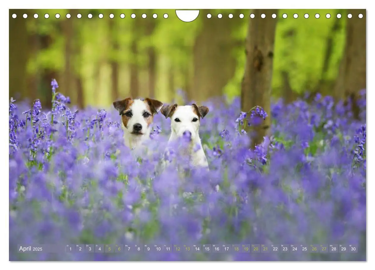 Bild: 9783435473755 | Die Parson-Russell-Terrier ...mit neuen Abenteuern aus der...