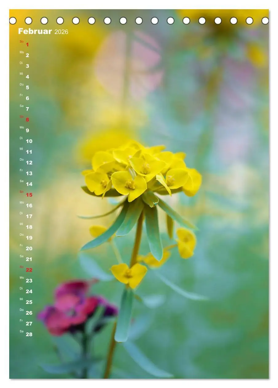 Bild: 9783516403855 | Colors of Nature (Tischkalender 2026 DIN A5 hoch), CALVENDO...