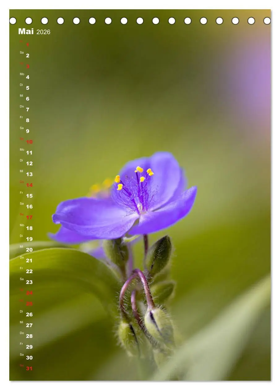 Bild: 9783516403855 | Colors of Nature (Tischkalender 2026 DIN A5 hoch), CALVENDO...