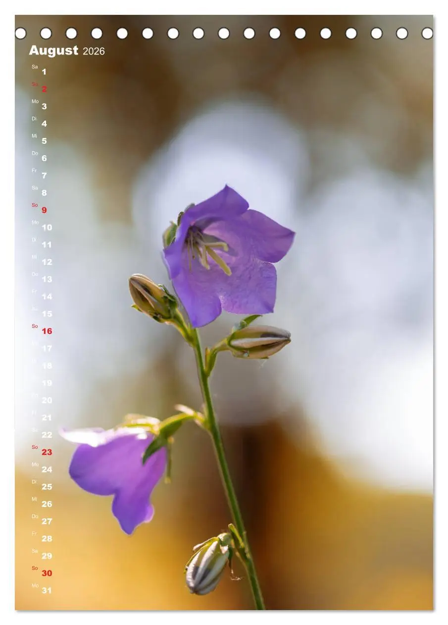 Bild: 9783516403855 | Colors of Nature (Tischkalender 2026 DIN A5 hoch), CALVENDO...