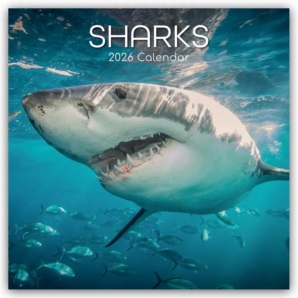 Cover: 9781836223955 | Sharks - Haie 2026 - 16-Monatskalender | Gifted Stationery Co. Ltd