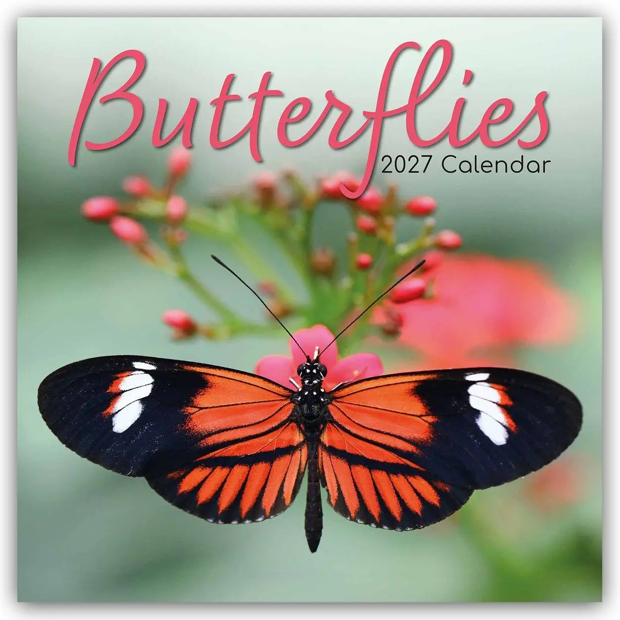 Cover: 9781805974055 | Butterflies - Schmetterlinge 2027 - 16-Monatskalender | Ltd | Kalender
