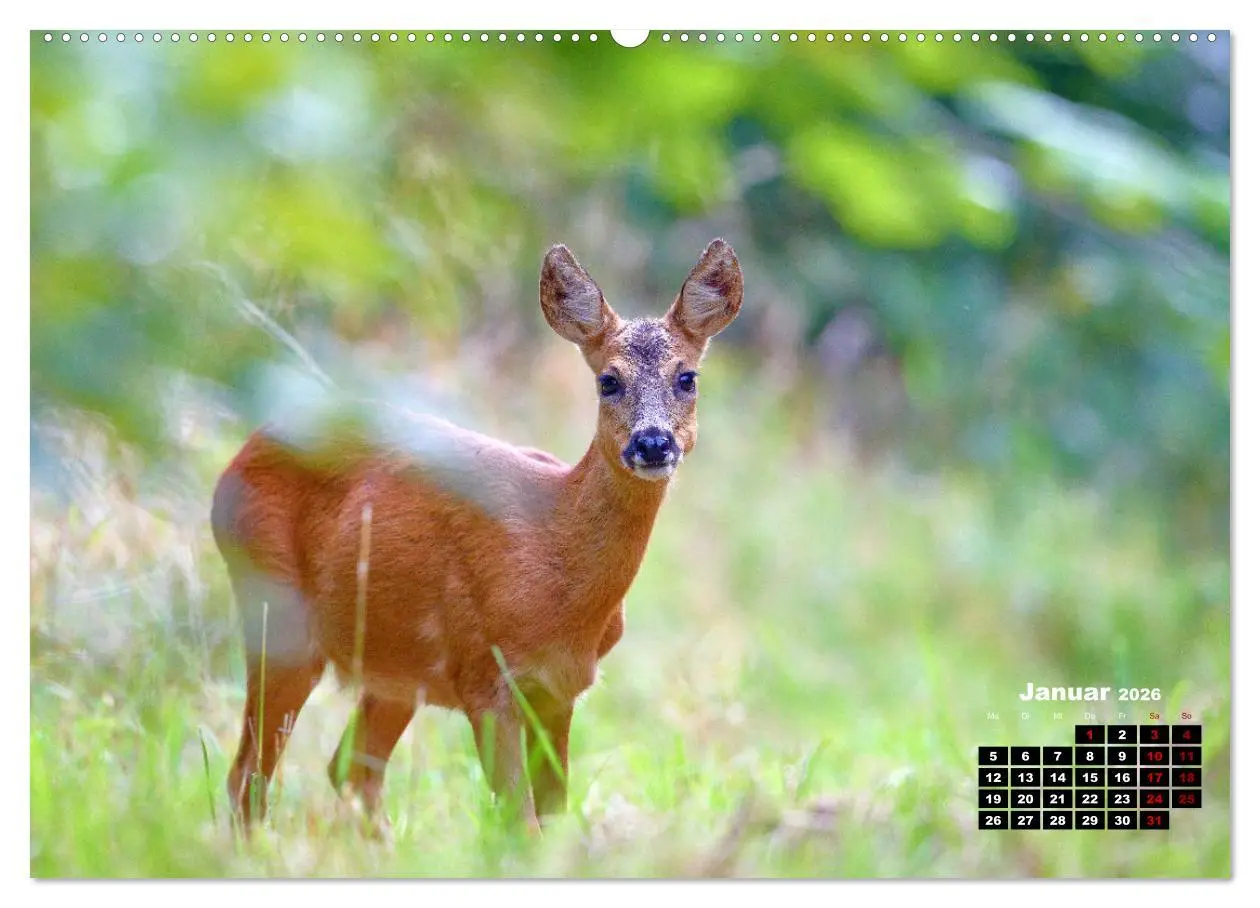 Bild: 9783457504055 | Wildes Bochum (hochwertiger Premium Wandkalender 2026 DIN A2 quer),...
