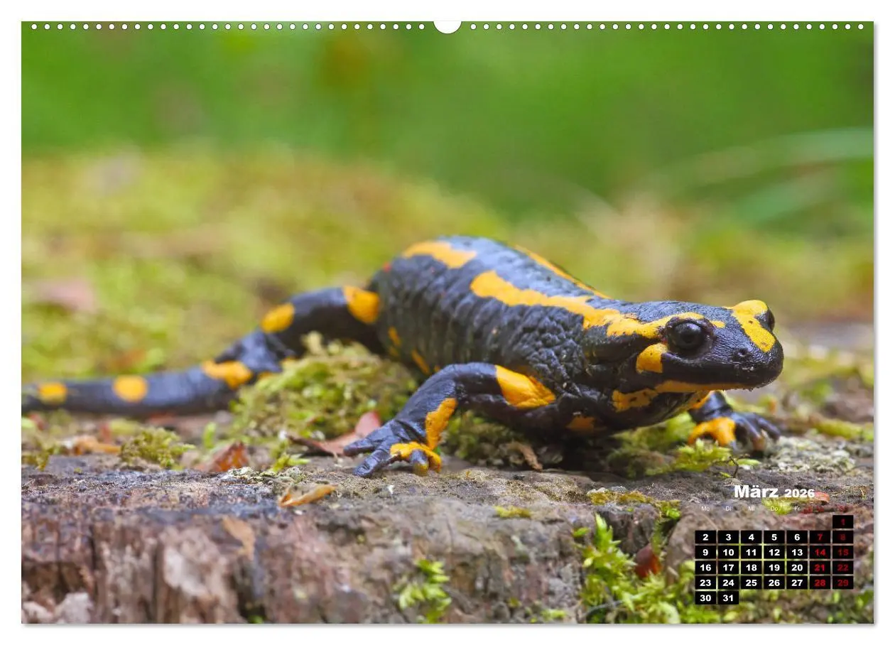 Bild: 9783457504055 | Wildes Bochum (hochwertiger Premium Wandkalender 2026 DIN A2 quer),...