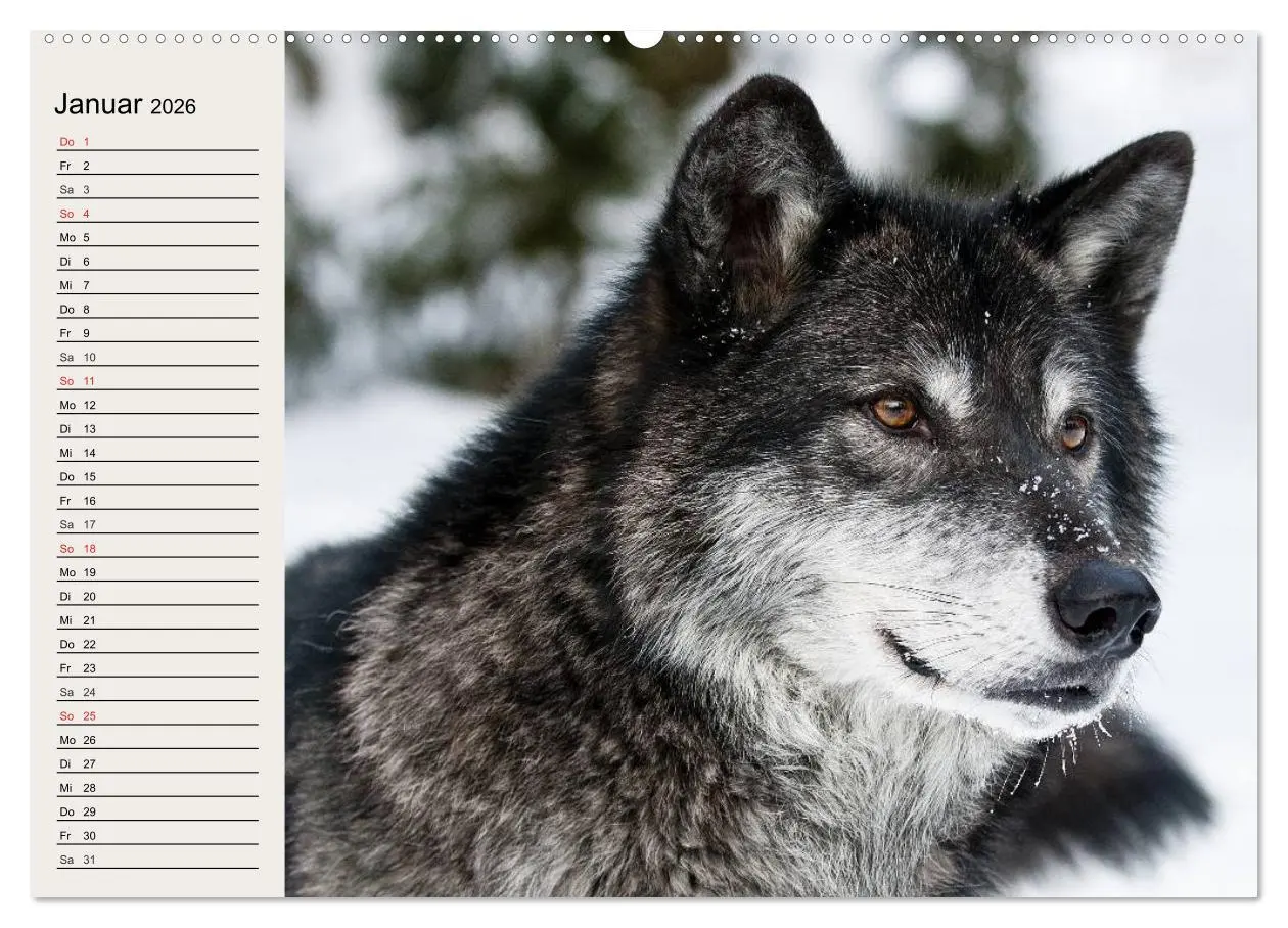 Bild: 9783516144055 | Wölfe. Verwegene Anmut (Wandkalender 2026 DIN A2 quer), CALVENDO...