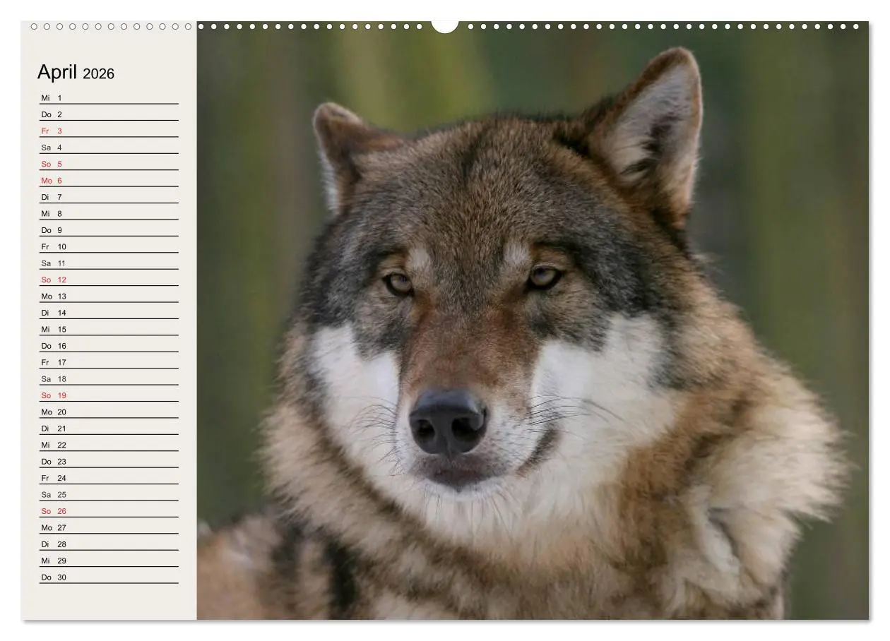Bild: 9783516144055 | Wölfe. Verwegene Anmut (Wandkalender 2026 DIN A2 quer), CALVENDO...