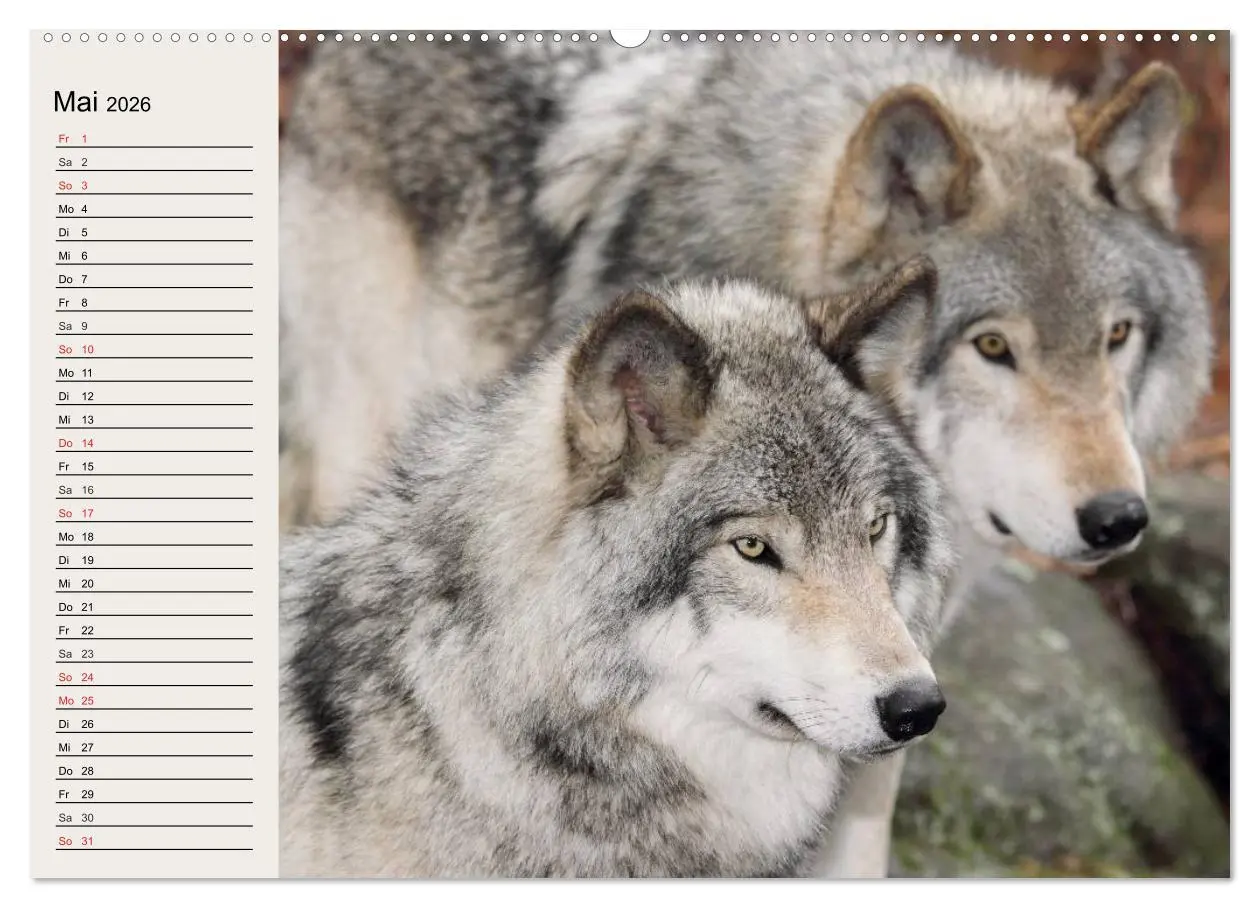 Bild: 9783516144055 | Wölfe. Verwegene Anmut (Wandkalender 2026 DIN A2 quer), CALVENDO...