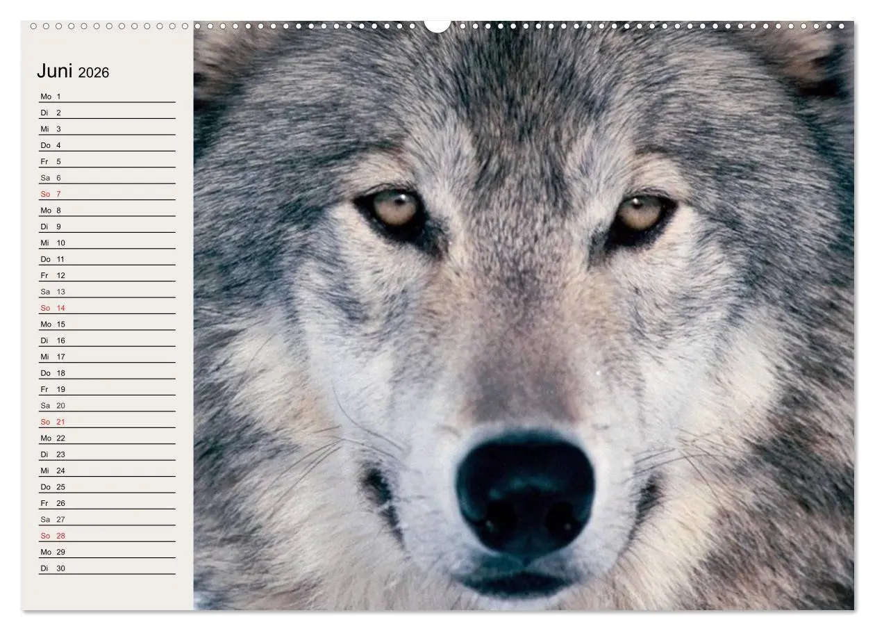 Bild: 9783516144055 | Wölfe. Verwegene Anmut (Wandkalender 2026 DIN A2 quer), CALVENDO...