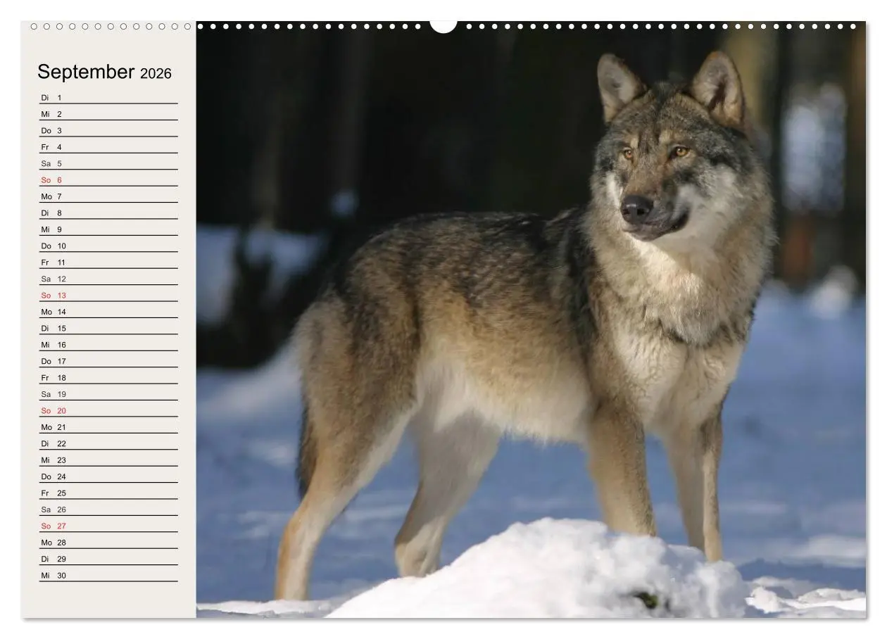 Bild: 9783516144055 | Wölfe. Verwegene Anmut (Wandkalender 2026 DIN A2 quer), CALVENDO...