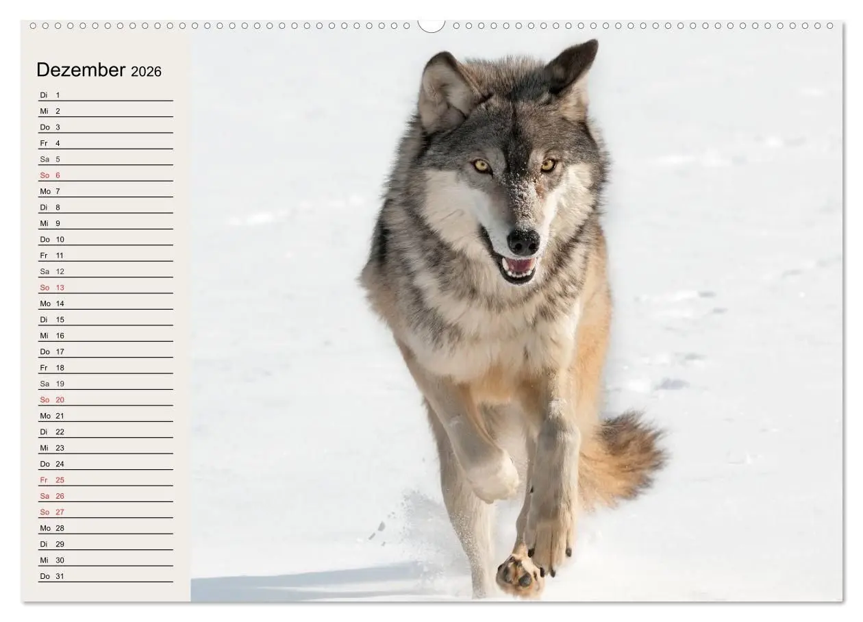 Bild: 9783516144055 | Wölfe. Verwegene Anmut (Wandkalender 2026 DIN A2 quer), CALVENDO...