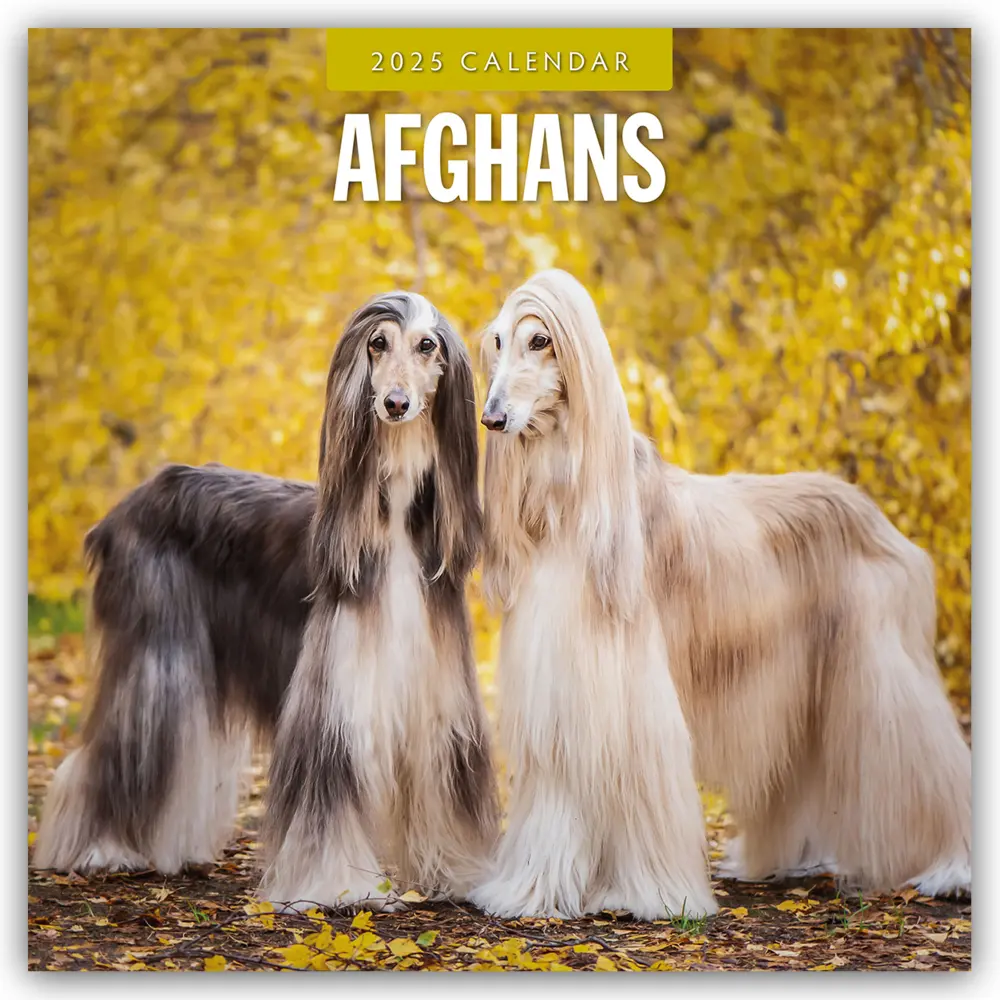 Cover: 9781804424155 | Afghans - Afghanischer Windhund 2025 - 16-Monatskalender | Ltd | 14 S.