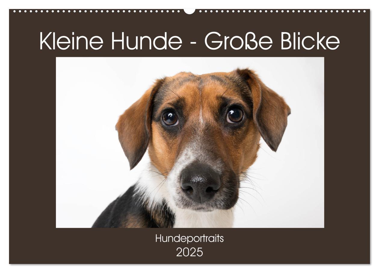 Cover: 9783435254255 | Kleine Hunde - Große Blicke (Wandkalender 2025 DIN A2 quer),...