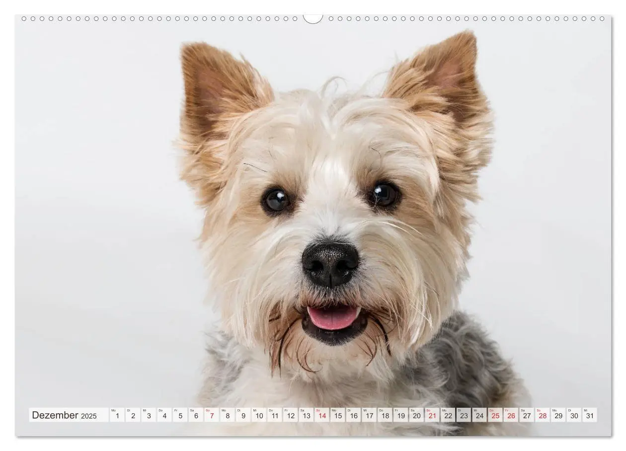 Bild: 9783435254255 | Kleine Hunde - Große Blicke (Wandkalender 2025 DIN A2 quer),...