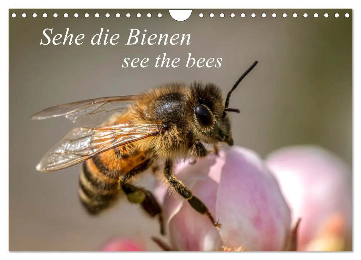 Cover: 9783457344255 | Sehe die Bienen (Wandkalender 2026 DIN A4 quer), CALVENDO...