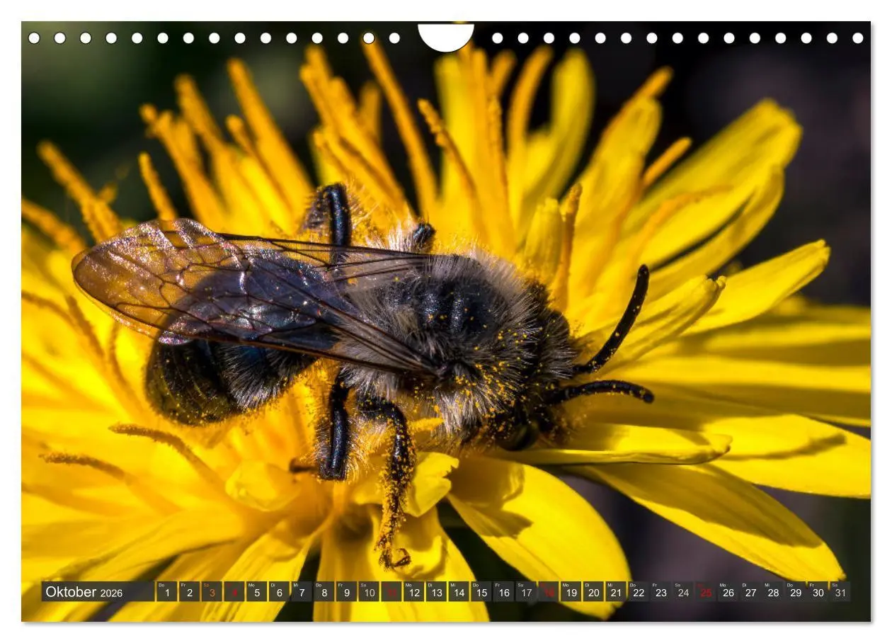 Bild: 9783457344255 | Sehe die Bienen (Wandkalender 2026 DIN A4 quer), CALVENDO...