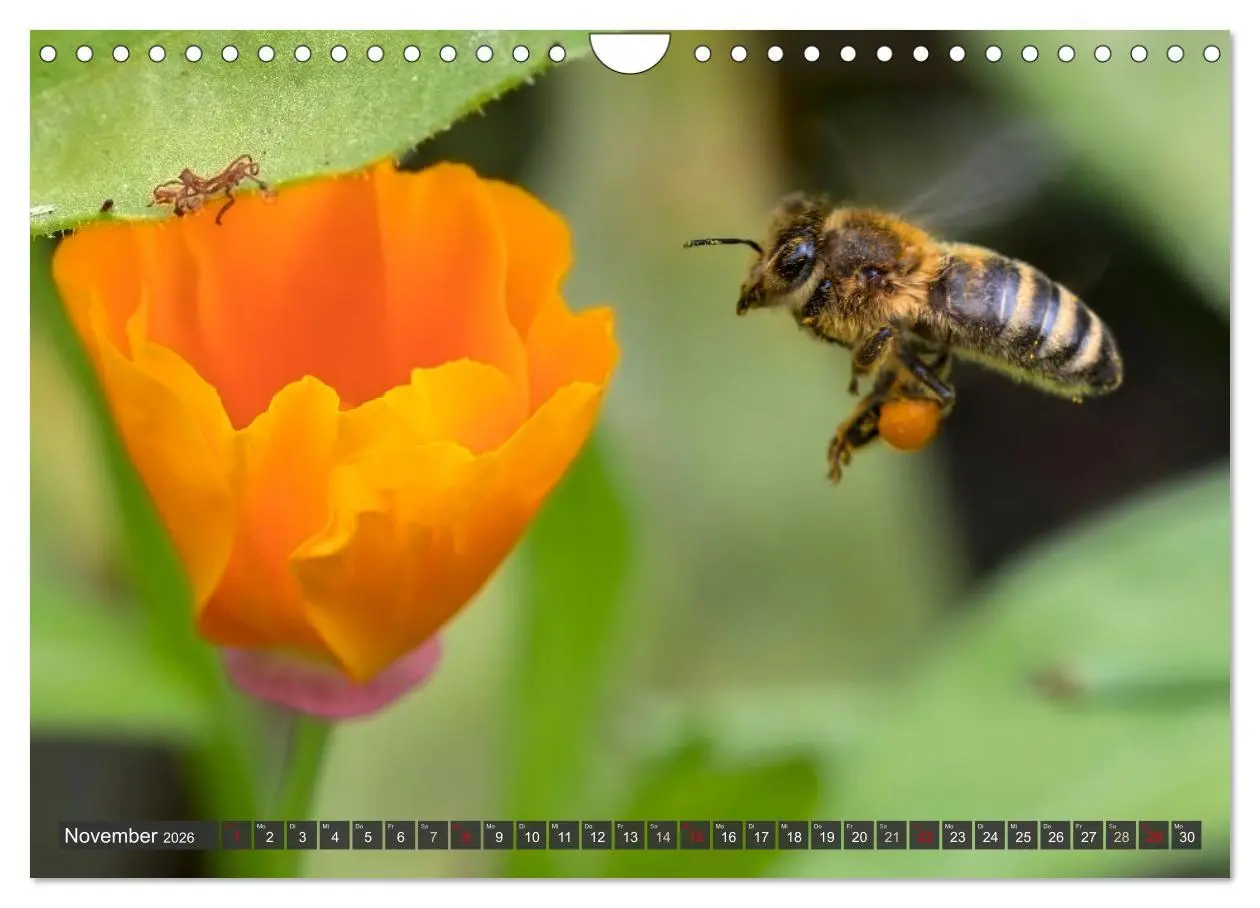 Bild: 9783457344255 | Sehe die Bienen (Wandkalender 2026 DIN A4 quer), CALVENDO...