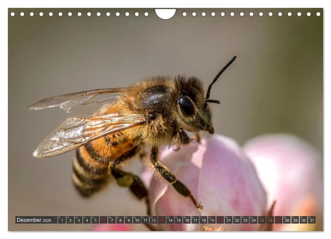 Bild: 9783457344255 | Sehe die Bienen (Wandkalender 2026 DIN A4 quer), CALVENDO...