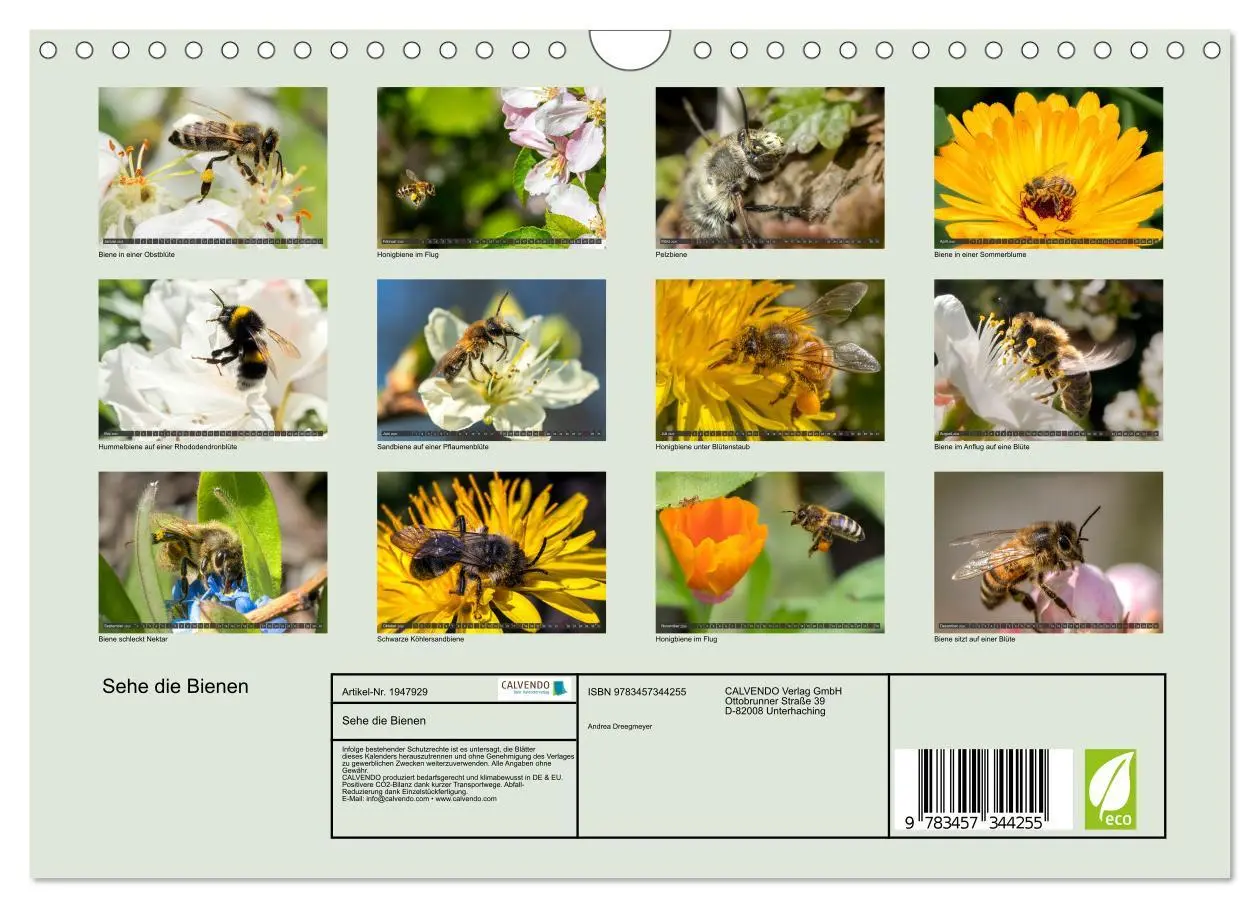 Bild: 9783457344255 | Sehe die Bienen (Wandkalender 2026 DIN A4 quer), CALVENDO...
