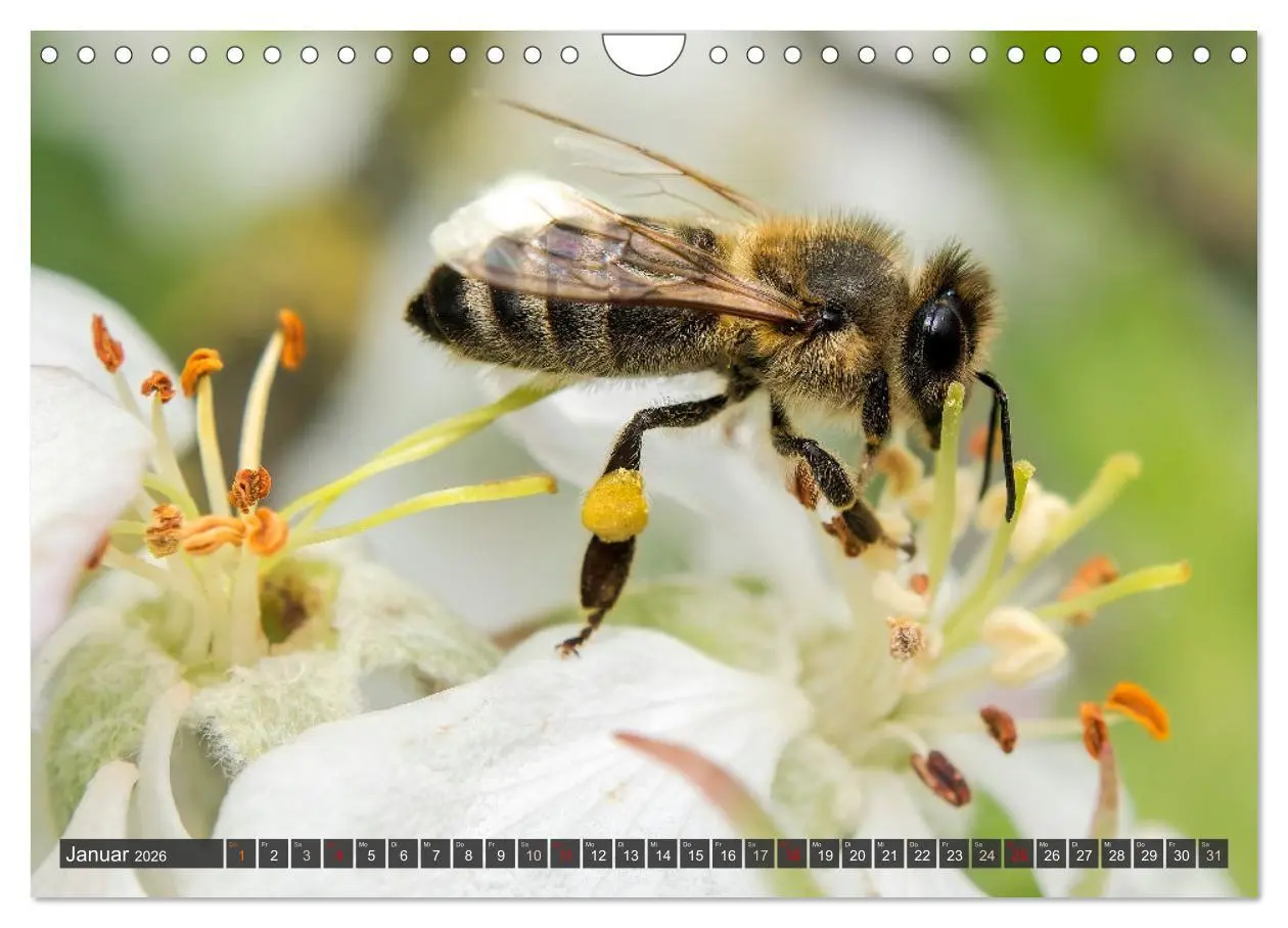 Bild: 9783457344255 | Sehe die Bienen (Wandkalender 2026 DIN A4 quer), CALVENDO...