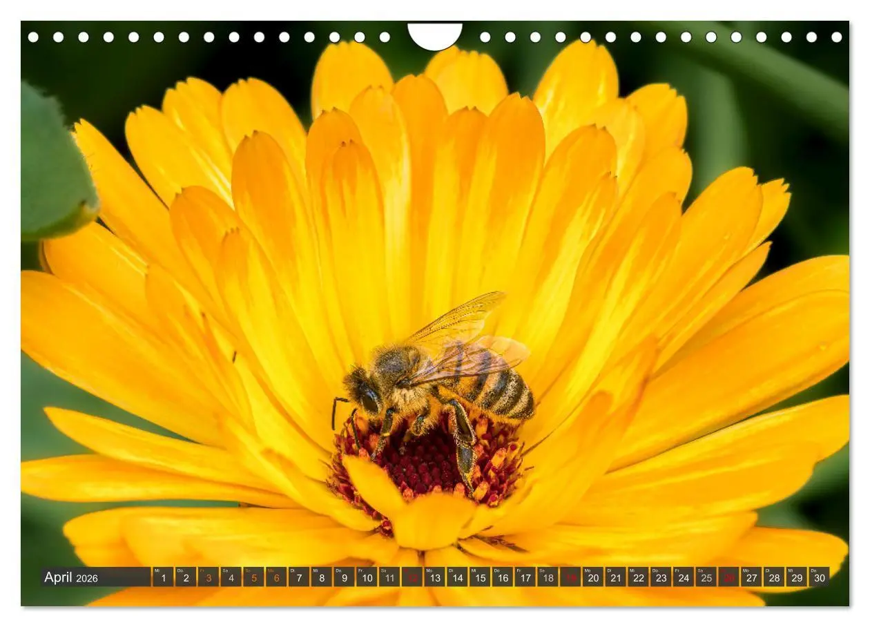 Bild: 9783457344255 | Sehe die Bienen (Wandkalender 2026 DIN A4 quer), CALVENDO...