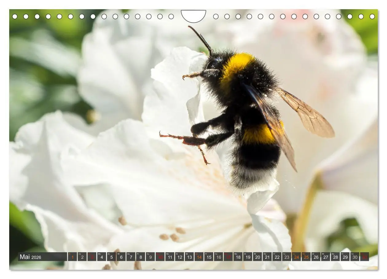 Bild: 9783457344255 | Sehe die Bienen (Wandkalender 2026 DIN A4 quer), CALVENDO...