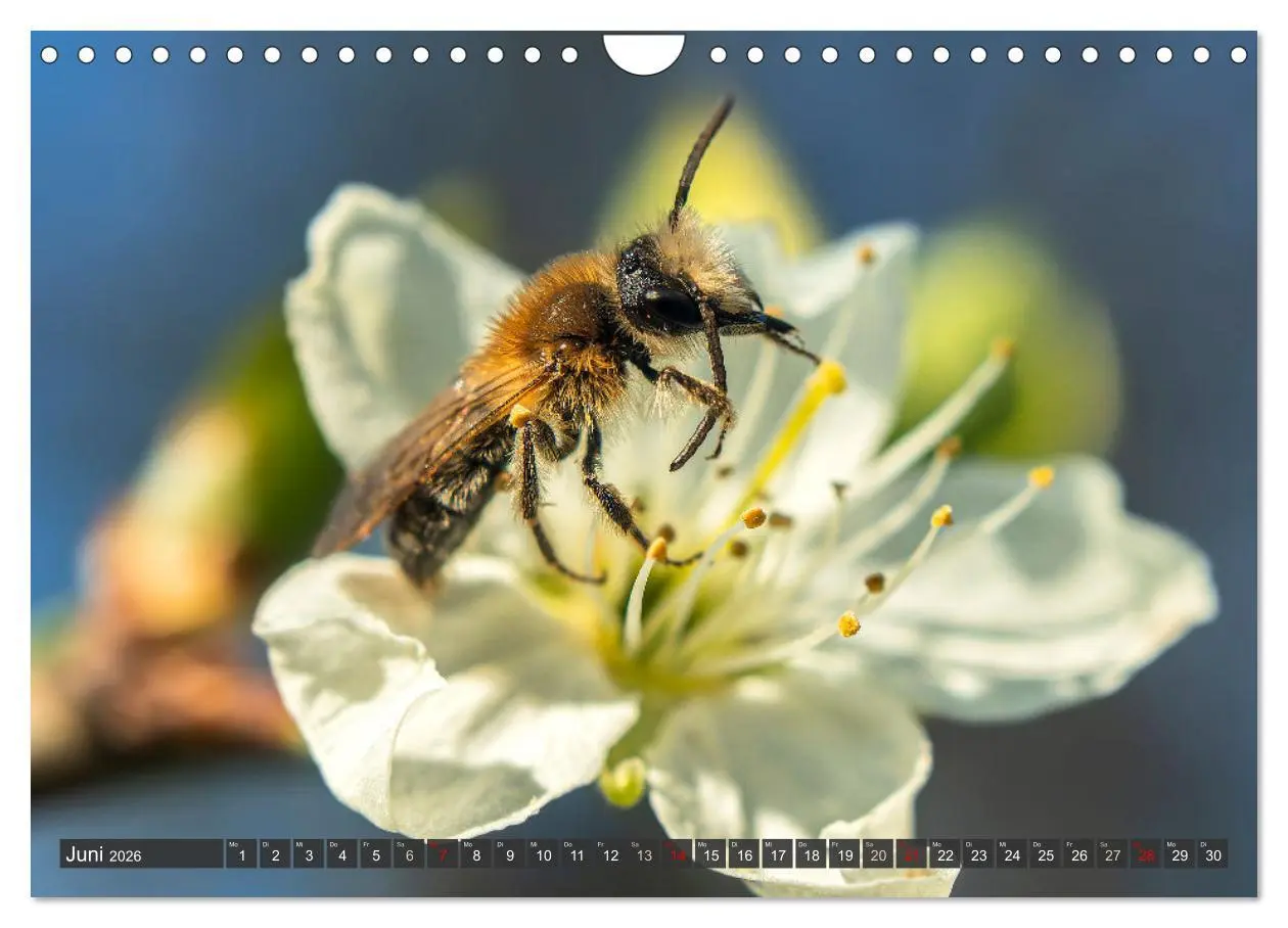 Bild: 9783457344255 | Sehe die Bienen (Wandkalender 2026 DIN A4 quer), CALVENDO...