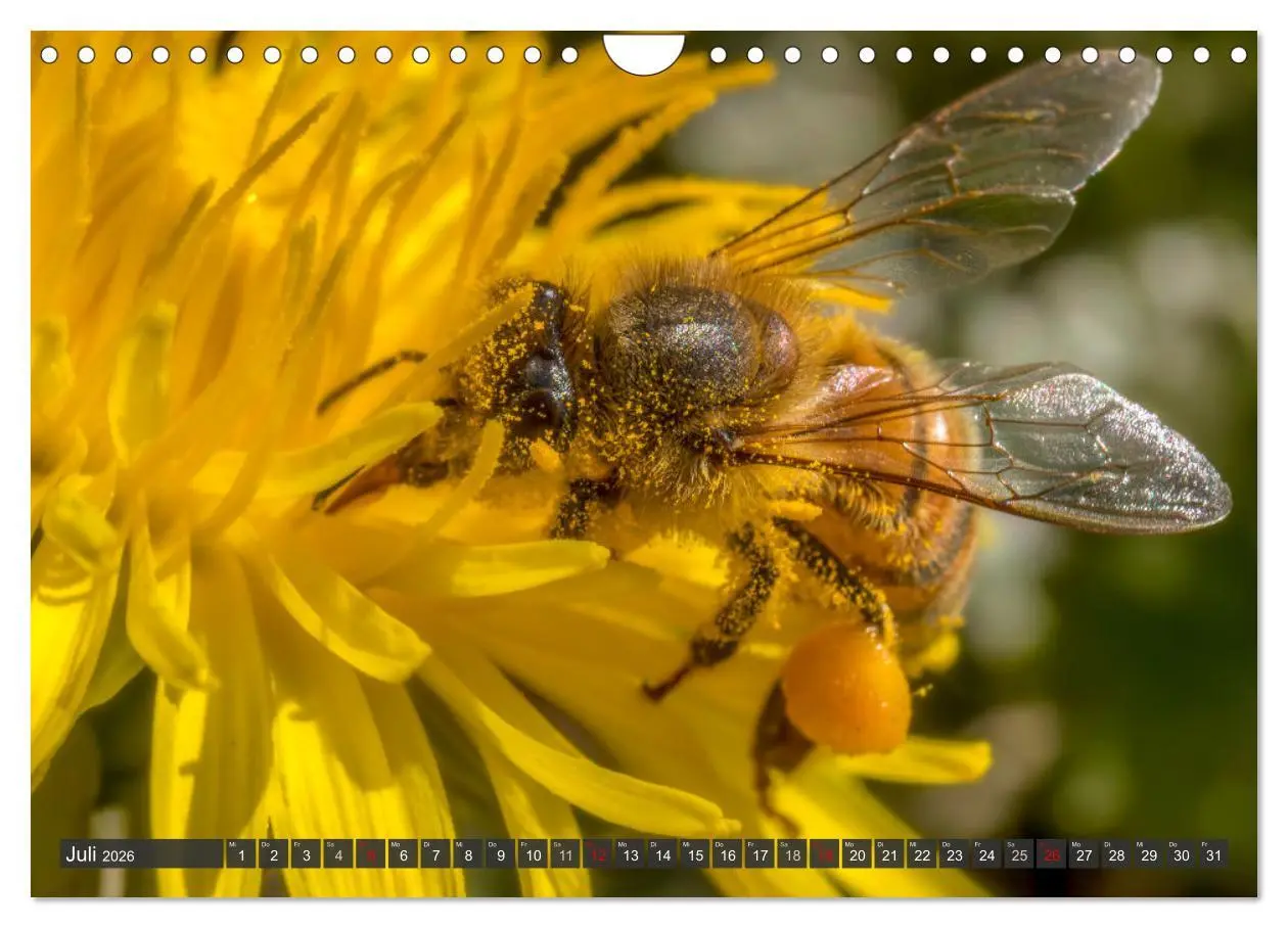 Bild: 9783457344255 | Sehe die Bienen (Wandkalender 2026 DIN A4 quer), CALVENDO...